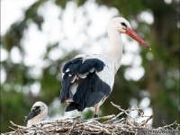 stork-med-unge-9179