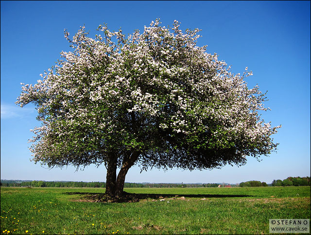 Blommande träd