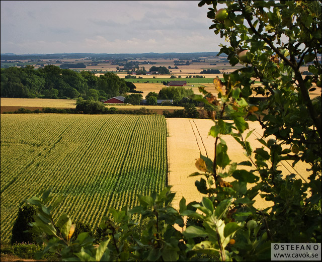 Högsommar på Billebjer