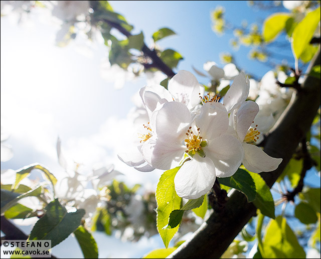 Blommande äppelträd - Österlen