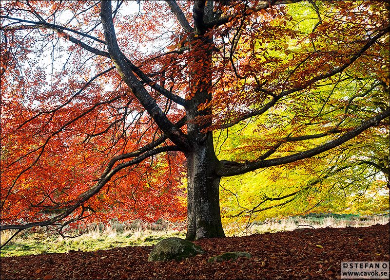 Höstens färgskalor