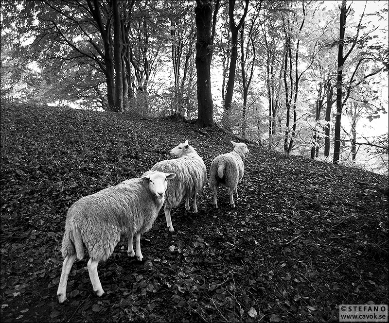 Får i skogen