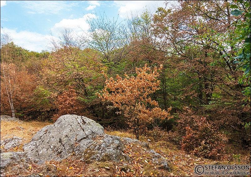 Naturen har ändrat färg