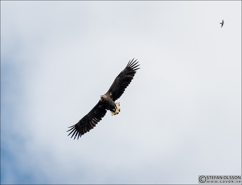 Havsörn och svala i skyn