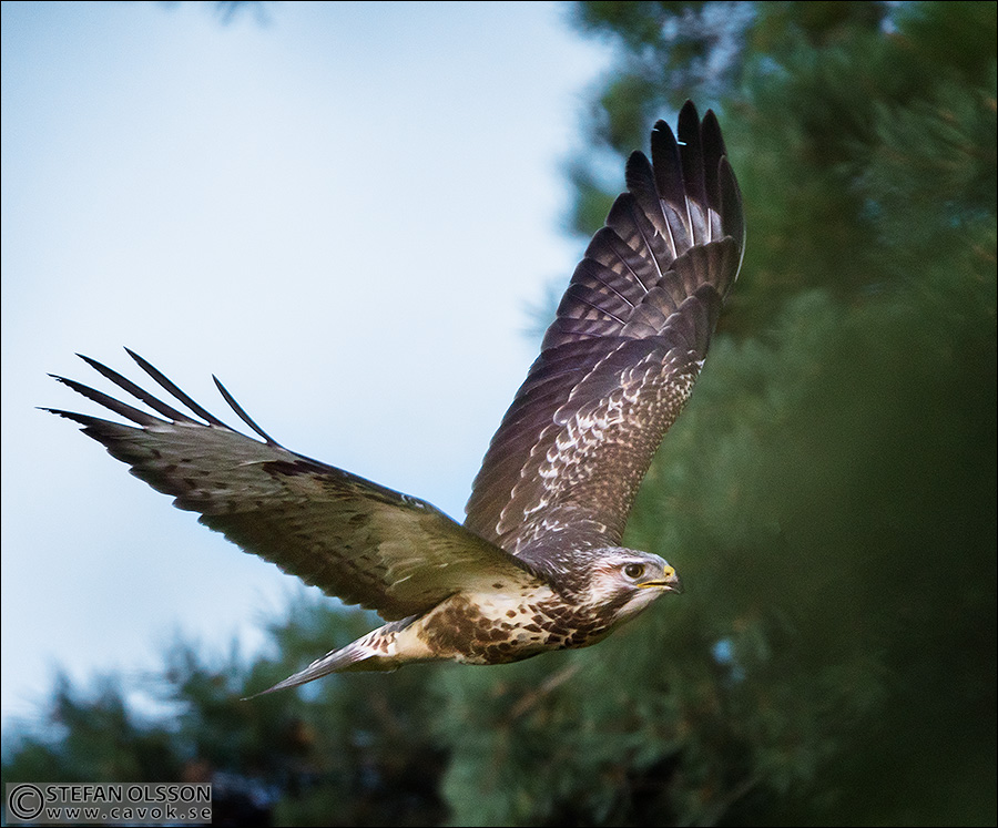 Ormvråk seglar mellan tallar