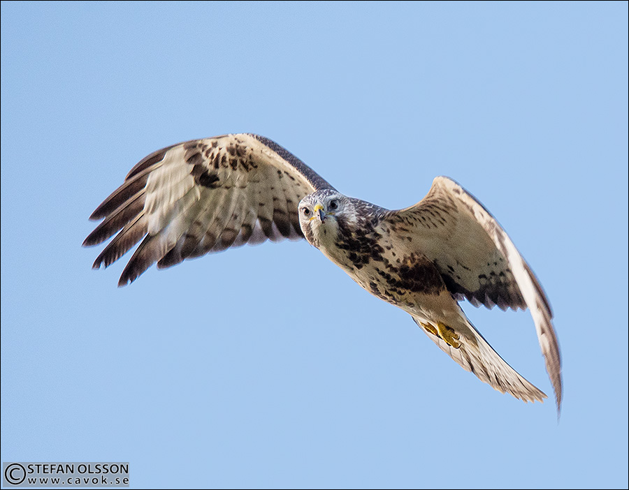 Ormvråk vid Vressel