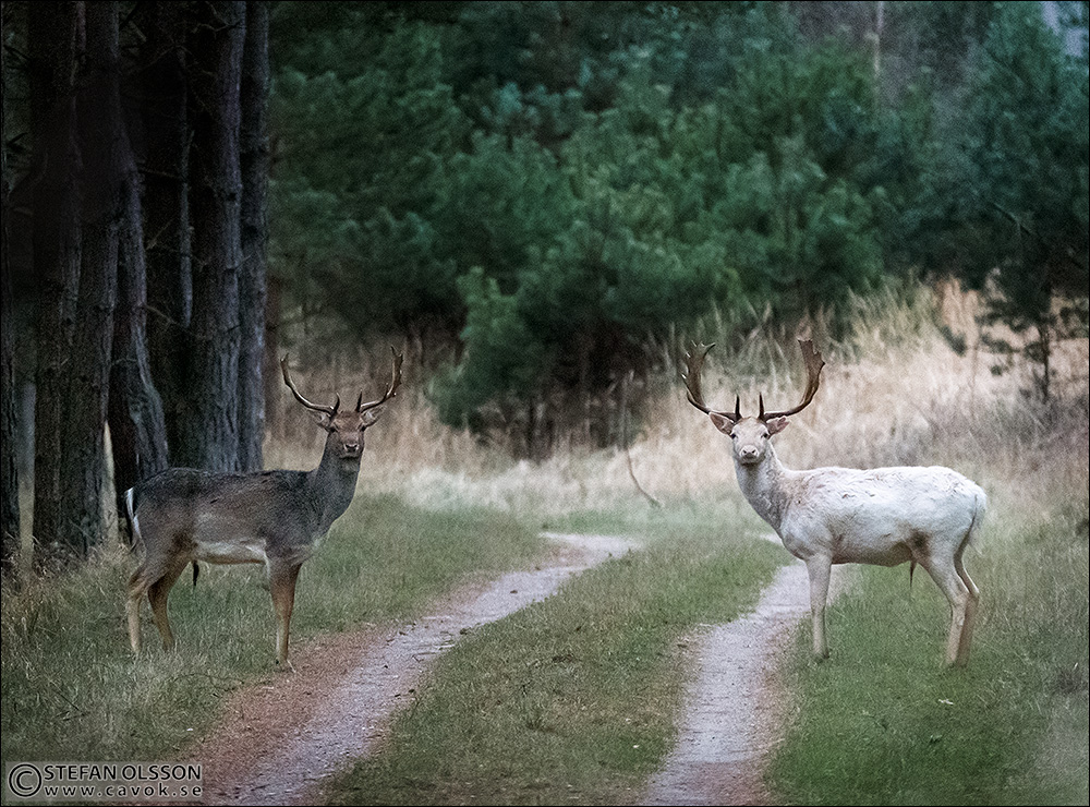 Två dovhjortar på skogsväg - vit och brun