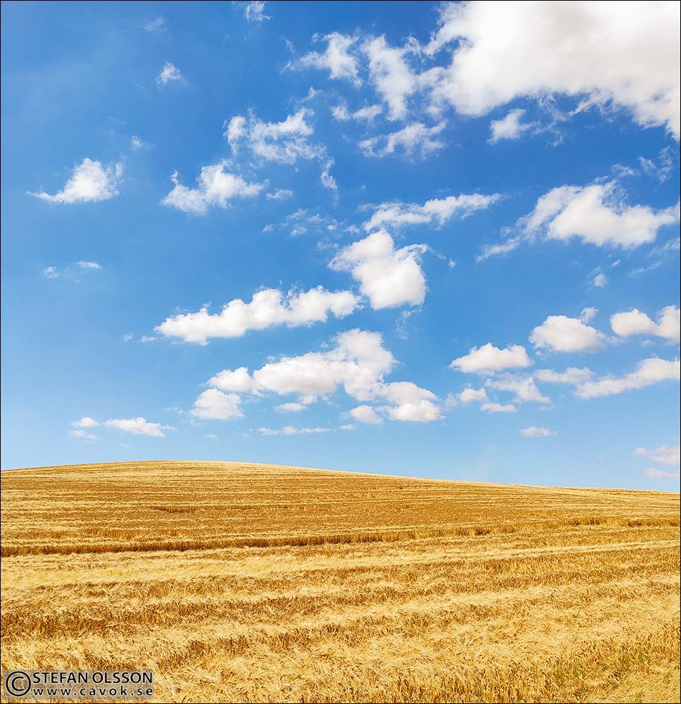Gyllene sädesfält framför en läckert blå himmel
