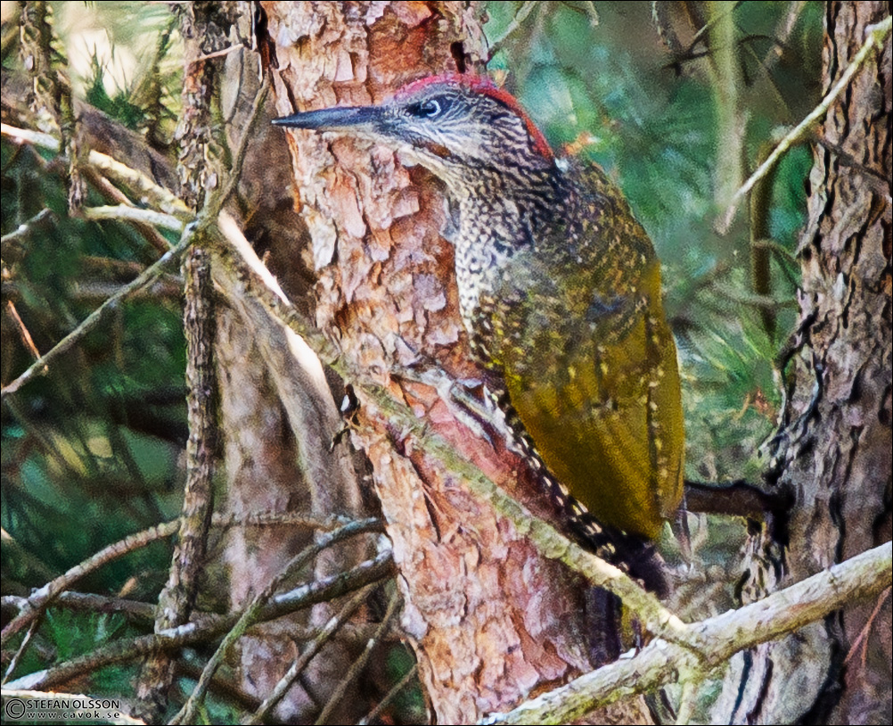 Juvenil gröngöling