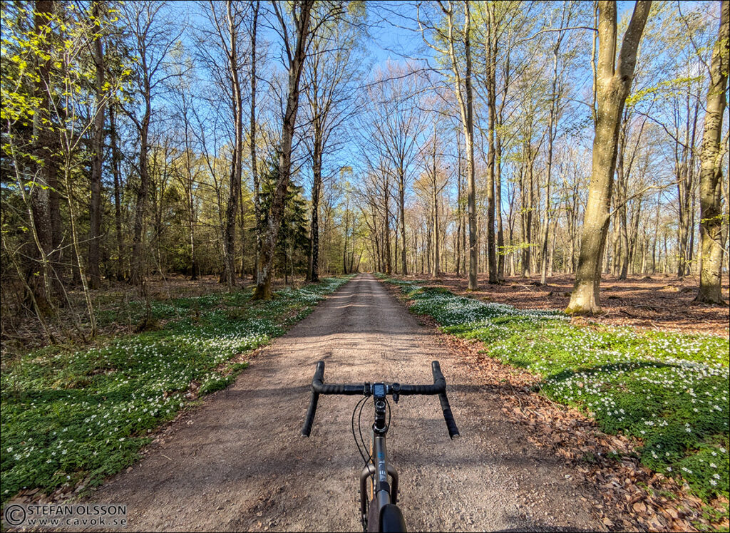 Cykel genom Skrylleskogen med vitsippor