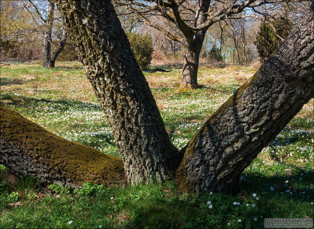 Trestammad björk, Hasslemölla fälad