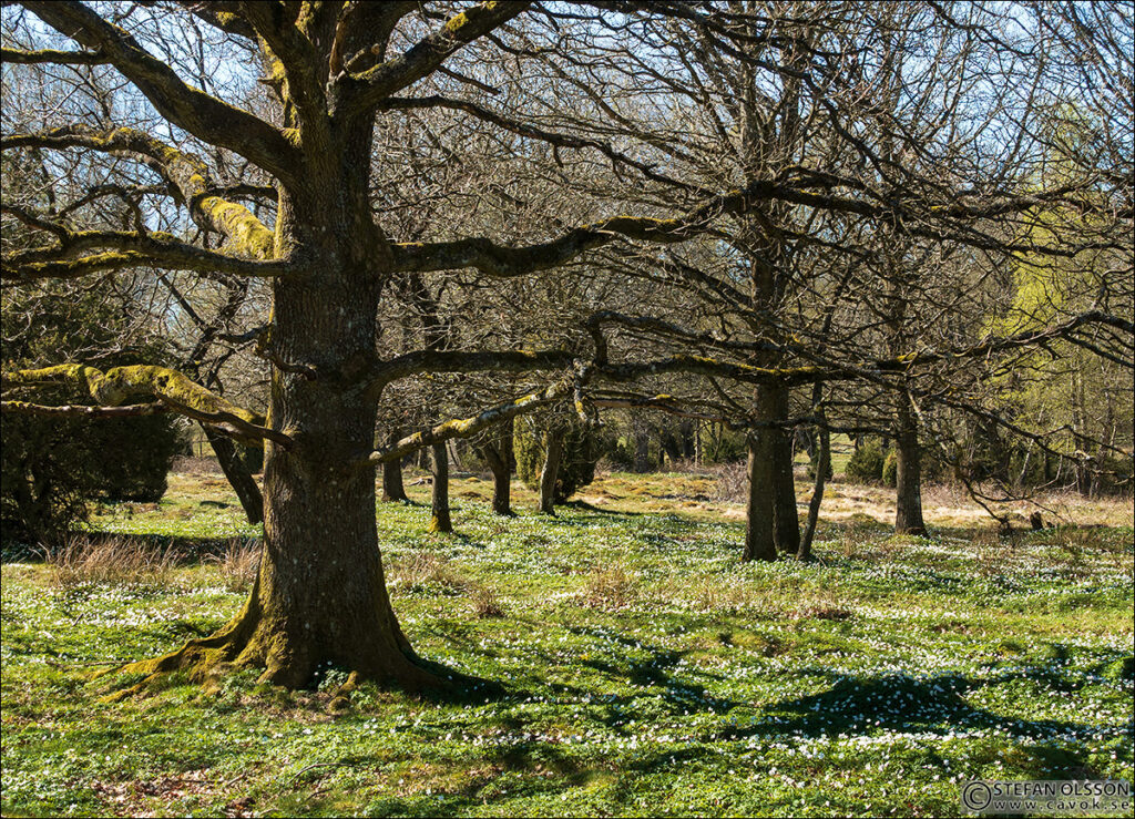 Ek och vitsippor, Körsbärsdalen