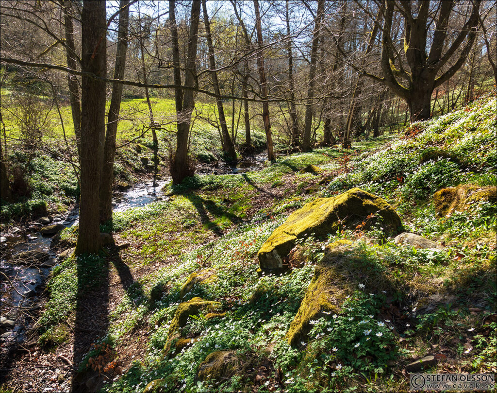 Vitsippor längs Skogsmöllebäcken, Hasslemölla fälad