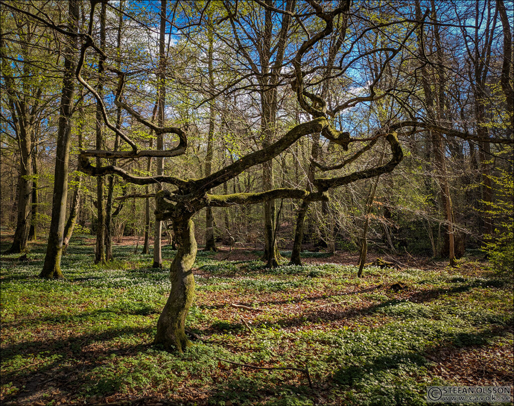 Det grönskar i trollskogen