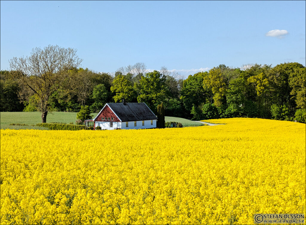 Blommande raps vid det lilla huset i Måryds-backen